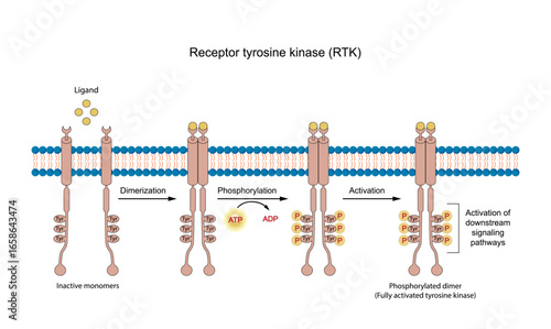 Tyrosine kinase receptor, RTK. Dimerization, phosphorylation, activation. Cell membrane receptors for ligands as growth factors and cytokines. Insulin receptor. Vector illustration.