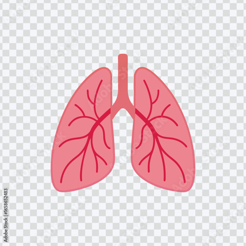 Illustration of Human Lungs with Bronchi and Blood Vessels