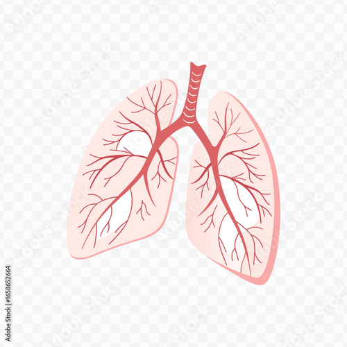 Detailed Illustration of Lungs with Bronchi and Blood Vessels