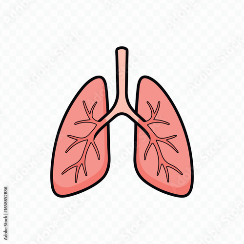 Cartoon Illustration of Human Lungs with Bronchi and Airways