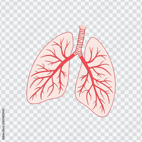Detailed Diagram of Human Lungs with Branching Bronchi