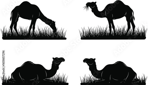 Camel silhouette illustration grazing and sitting, desert animal wildlife vector art, black camel in grass, Arabian dromedary camel design
