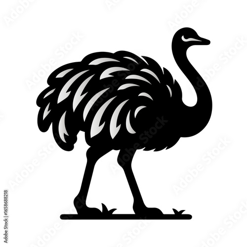 ostrich isolated on white