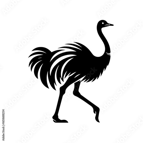 ostrich isolated on white