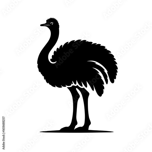 ostrich isolated on white
