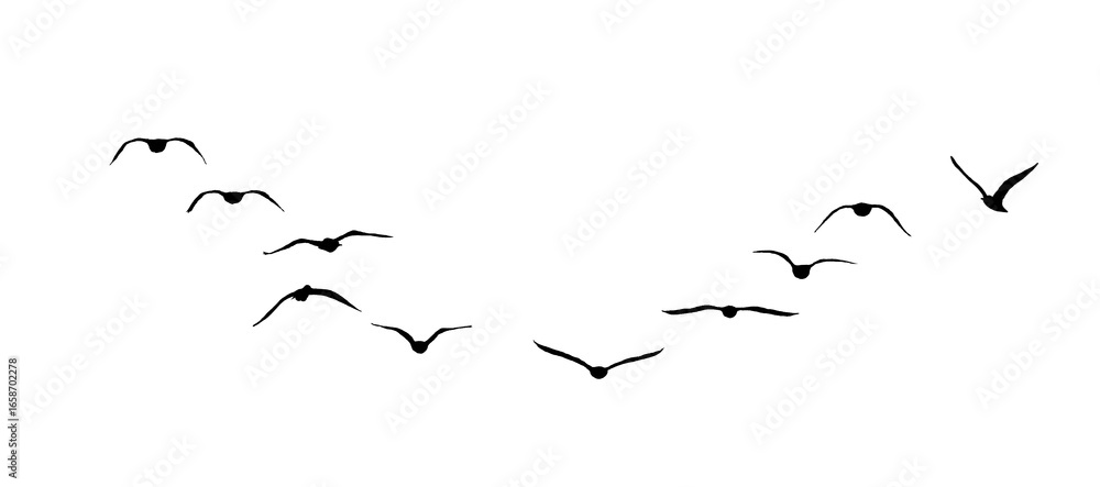 Obraz premium png flock of birds silhouette isolated on transparent clear background 