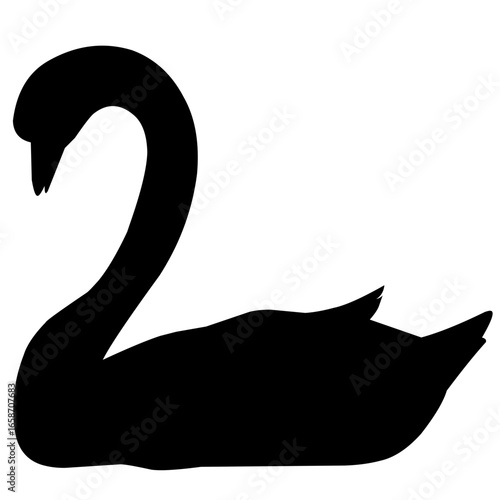  black swan vector illustrations