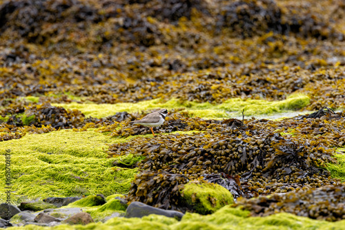 Photography Common Ringed Plover (Charadrius hiaticula) commonly found on European coastal s