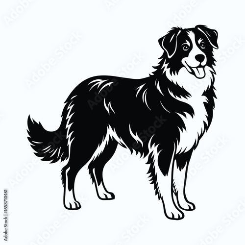 Elegant australian shepherd standing profile silhouette for design projects