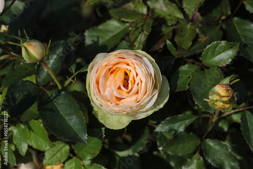 A beautiful peach rose is fully blooming, surrounded by various green leaves and unopened rose buds. It showcases intricate petals under natural sunlight, enhancing its charm.