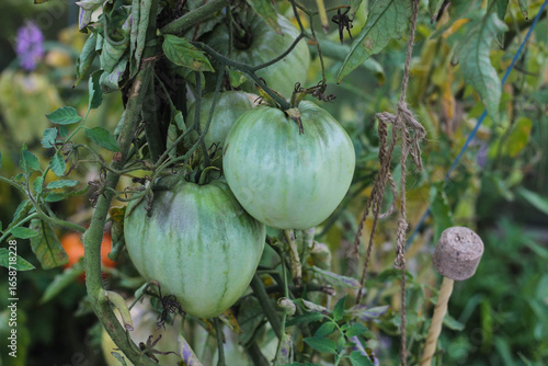 Vibrant green tomatoes hang from vines in a lush garden. The plants are surrounded by greenery, showcasing the beauty of late summer growth and the anticipation of ripening fruit.