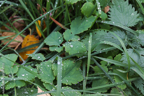 Fresh green leaves glisten with droplets of water in a vibrant garden. The lush foliage thrives in the humid atmosphere after a recent rainfall, showcasing nature's beauty.