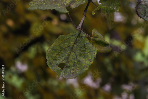 A leaf hangs from a branch, showcasing a distinctive hole. Its rich green color contrasts with the blurred background of autumn leaves, creating a serene natural scene.