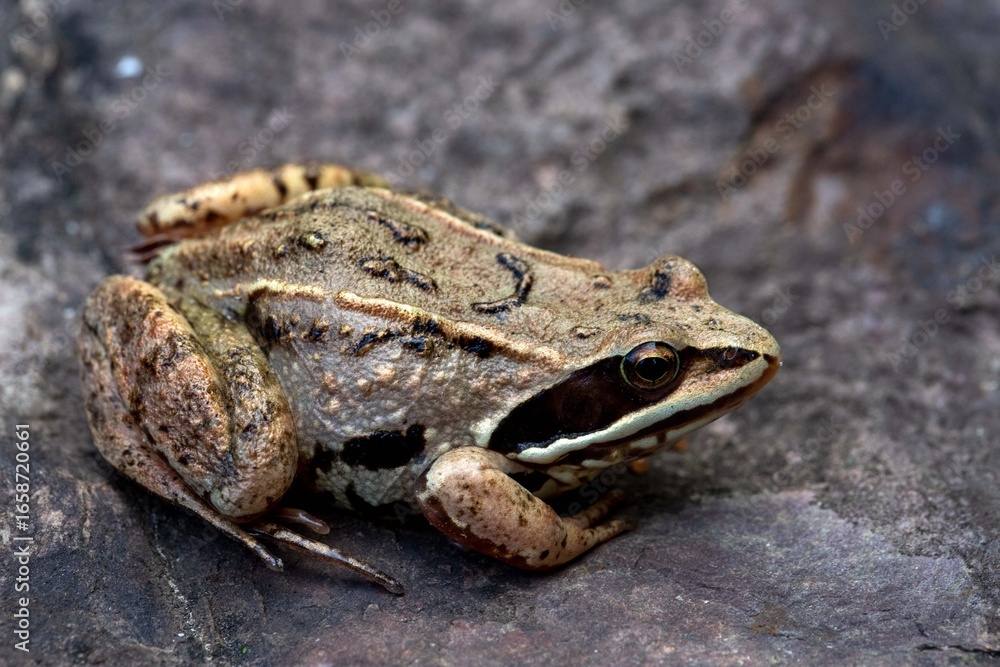 Fototapeta premium Small brown frog on grey rock. Wildlife conservation.