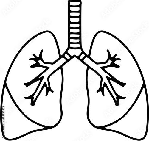 Outline illustration of human lungs showing trachea and bronchial tubes, a simple medical diagram for educational purposes.