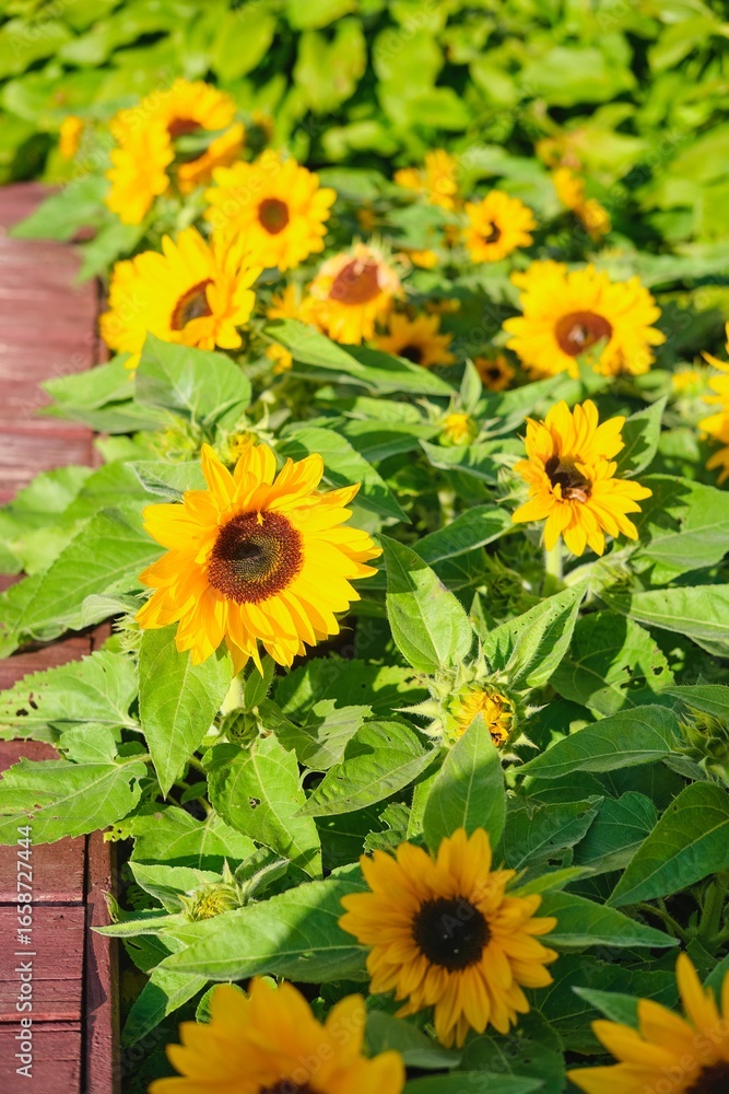 Obraz premium Decorative sunflowers on a flowerbed in the city.