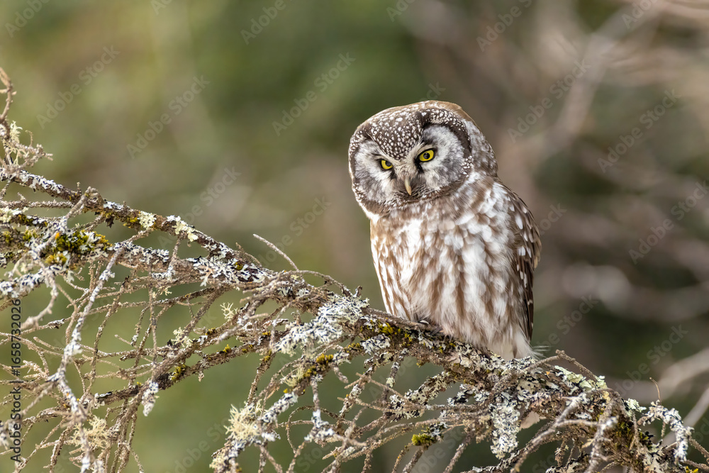 Fototapeta premium Boreal Owl