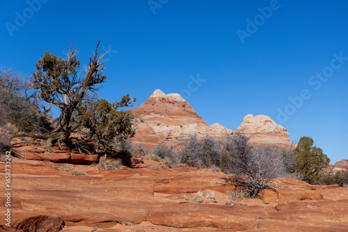 Desert Tree and Striped Sandstone Peaks in Coyote Buttes, Paria Canyon-Vermilion Cliffs Wilderness, Arizona, USA – Scenic Southwest Red Rock Landscape