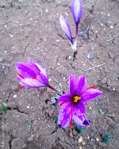High-quality Saffron Spice (Crocus Sativus) - Red Stigmas and Threads in a Wooden Bowl, Top View.

