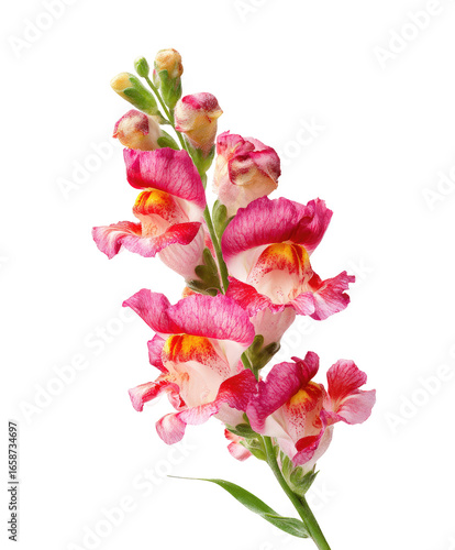 Close-up of a vibrant pink and white Snapdragon flower. 