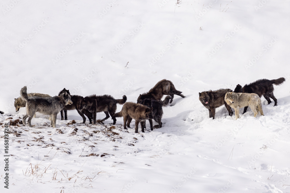 Naklejka premium Gray Wolf pack in snow