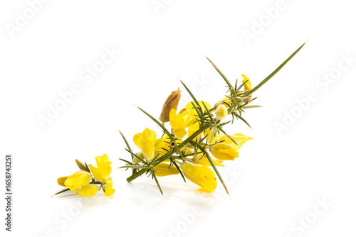 Quadro su tela Fresh Yellow Gorse in flower isolated on white background
