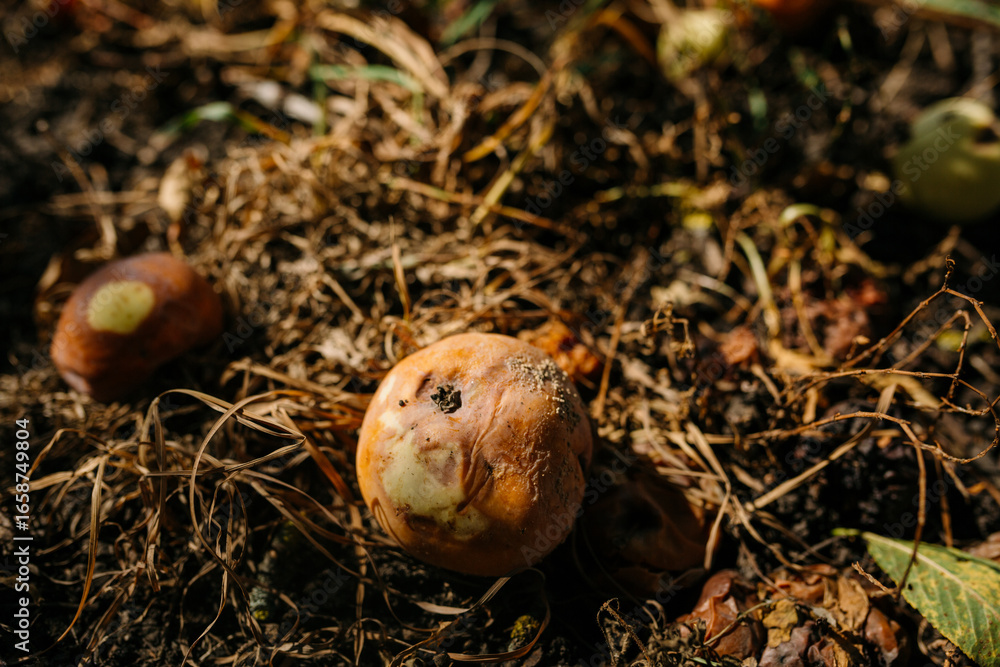 Obraz premium Rotten apples lie on the ground from dry grass. Fruits fallen from the branch decompose under the influence of sunlight. Apple harvest in the autumn season in an abandoned garden plot