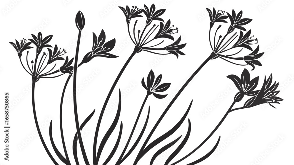 Fototapeta premium Black and white silhouette of agapanthus flowers on a white background