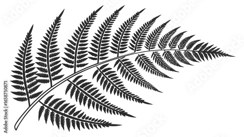 Black silhouette of a delicate fern frond with many small leaves on a white background