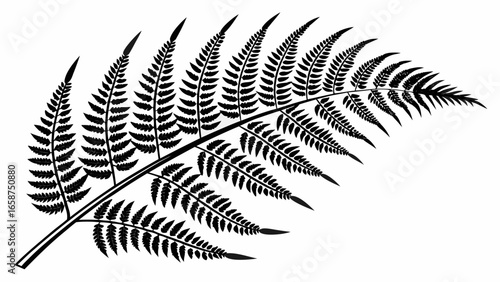 Black silhouette of a delicate fern frond on a white background