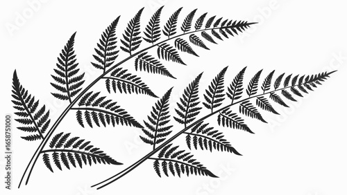 Elegant black fern fronds silhouette isolated on a white background