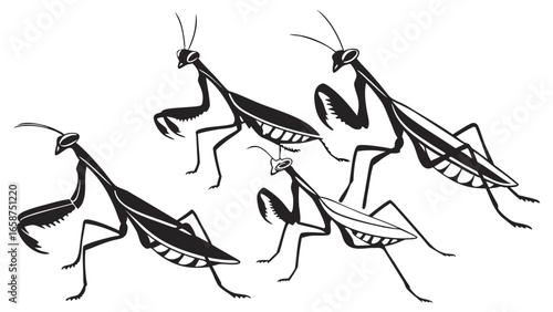 Stylized black and white illustration of four praying mantises in various poses on a white background