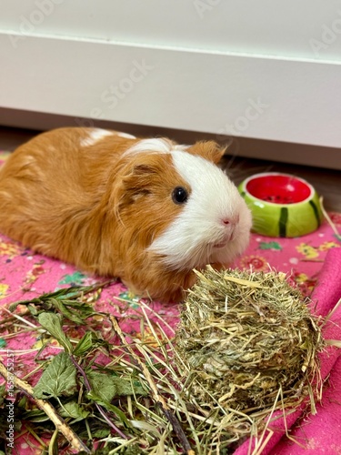 Satisfied and happy guinea pig sitting next to a hay treat. High quality photo