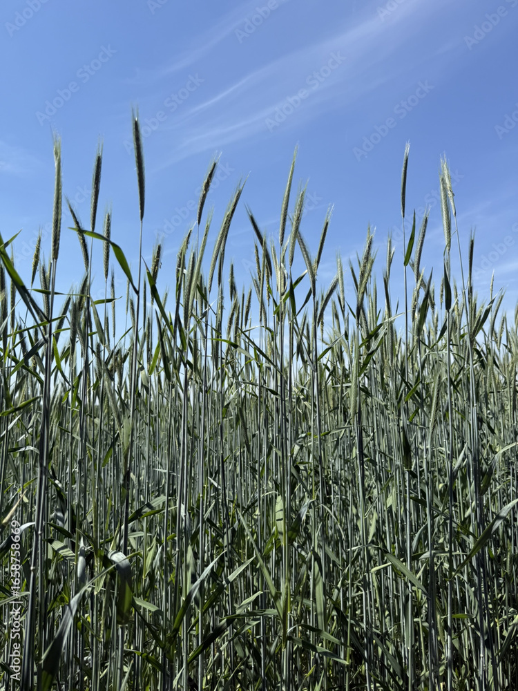 Obraz premium feld ernte bauer landwirtschaft getreide korn weizen roggen acker nahrung field harvest farmer agriculture grain wheat rye field corn seed mow harvesting nature food foodstuffs farmer, agriculture
