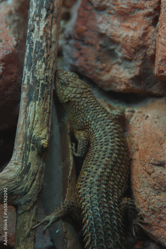 A spiny lizard with bumpy scales is perched on a branch, blending into the textured, reddish brown rock wall. A spiny lizard with bumpy scales is perched on a branch, blending into the textured, reddish brown rock wall.