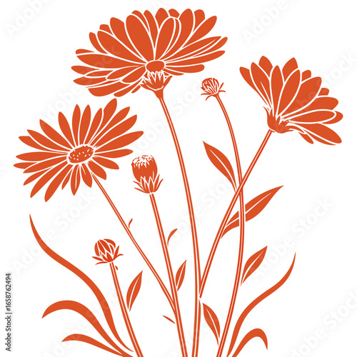 coreopsis aster orange on white background 