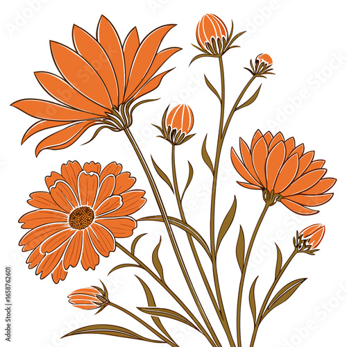coreopsis aster orange on white background