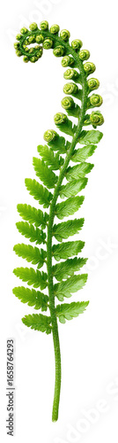 Green fern frond, detailed close-up