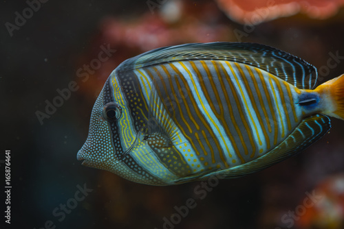Photography A brightly striped fish with a dotted head swims in a dark aquarium