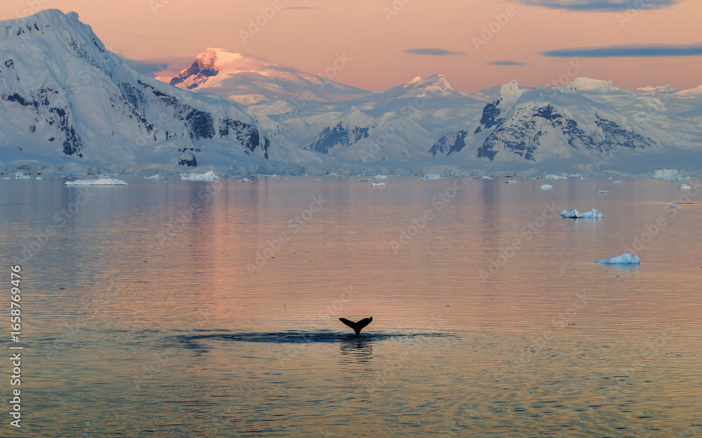 Fototapeta premium Whale Dives into Water at Sunset