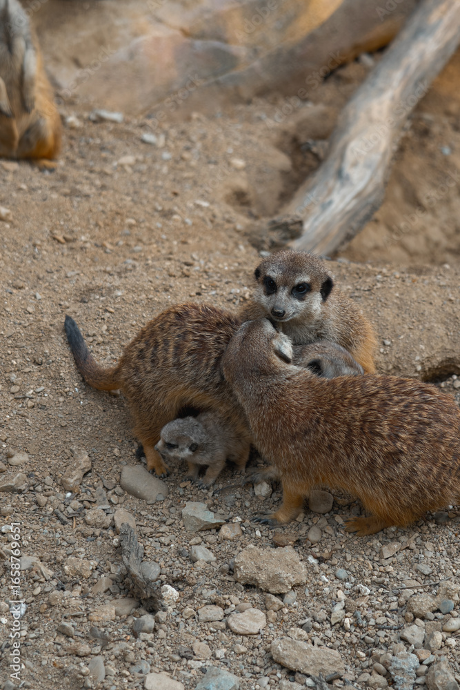 Obraz premium A meerkat family interacts on the ground, with two adults tending to a tiny pup while another looks on watchfully.