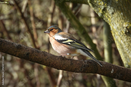 Konstfotografi Chaffinch on a branch