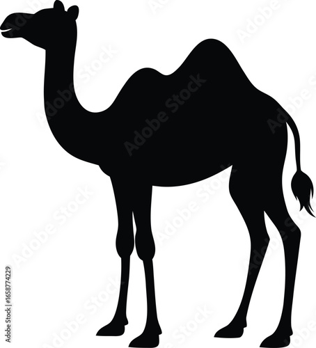 A wild dromedary camel with one hump travels on the sand in the desert, isolated on white