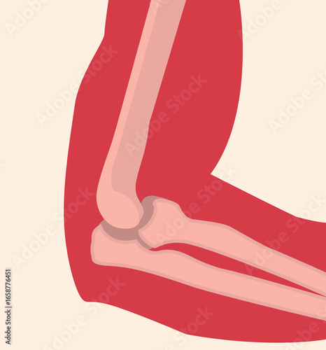 X Ray of human elbow vector.eps