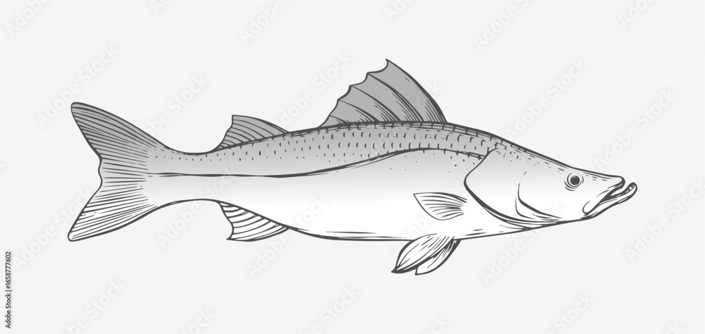 Fototapeta premium hand drawing or sketch of a snook fish, monochrome, black and white. illustration of a snook fish, print art, fish vector design.