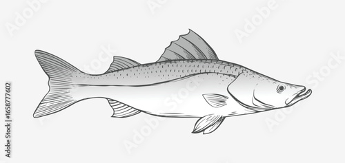 hand drawing or sketch of a snook fish, monochrome, black and white. illustration of a snook fish, print art, fish vector design.