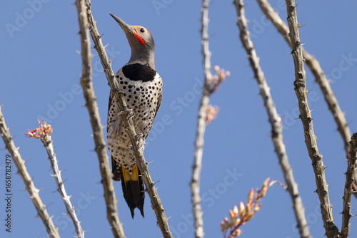 Принти на полотні Gilded flicker, Colaptes chrysoides perched in Arizona.