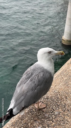 A seagull perched on a seaside ledge overlooking turquoise waters, capturing the calm beauty and coastal charm of the French Riviera. 