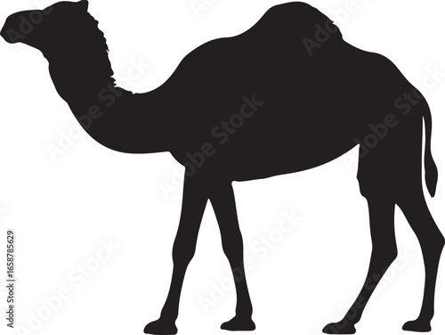 Silhouette of a Camel Standing on a White Background