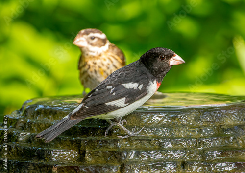 Rose-breasted Grosbeak Pair